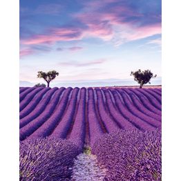 Kuvatapetti Marburg Glööckler Pompöös Provence 35643, 270x212cm, maisema, violetti