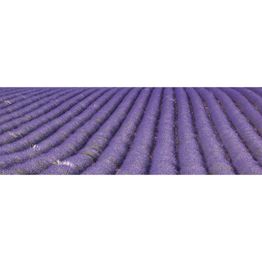 Välitilatarra Dimex Lavender Field 180-350x60cm