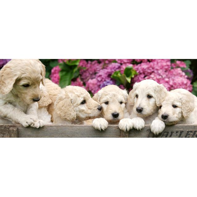 Kuvatapetti Dimex  Labradour Puppies 375 x 150 cm