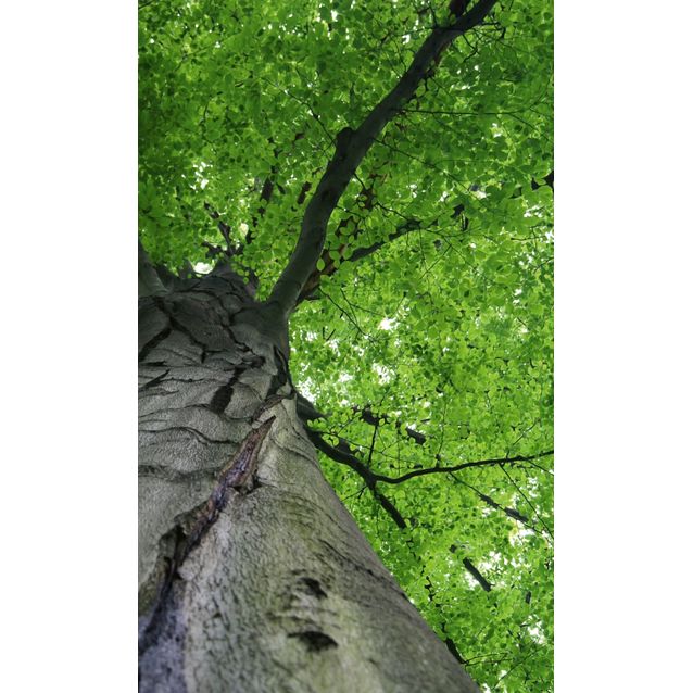 Kuvatapetti Dimex  Treetop  150 x 250 cm