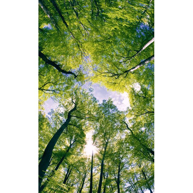 Kuvatapetti Dimex  Trees  150 x 250 cm