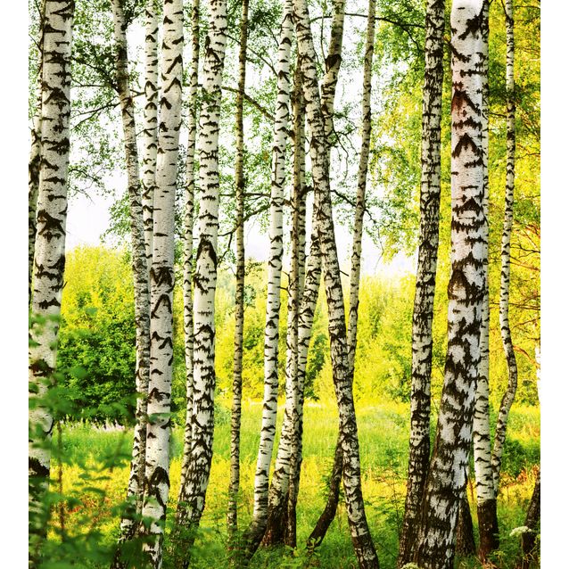 Kuvatapetti Dimex  Birch Forest 225 x 250 cm
