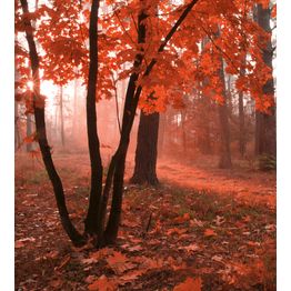 Maisematapetti Dimex Misty Forest, metsä, 225x250cm