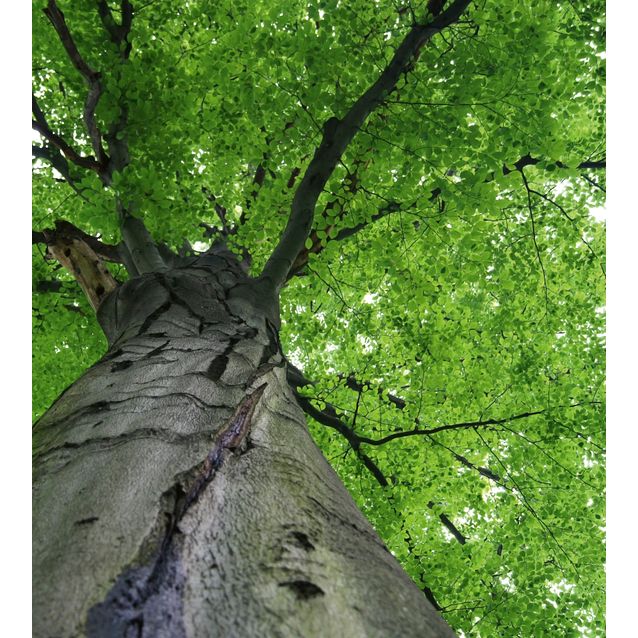 Kuvatapetti Dimex Treetop 225 x 250 cm