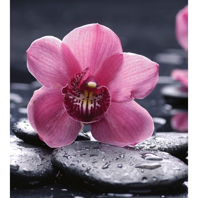 Kuvatapetti Dimex  Orchid  225 x 250 cm