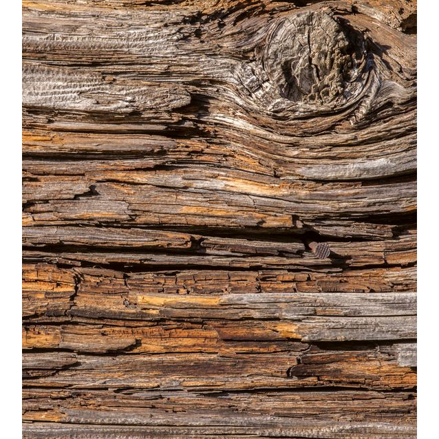 Kuvatapetti Dimex  Tree Bark 225 x 250 cm