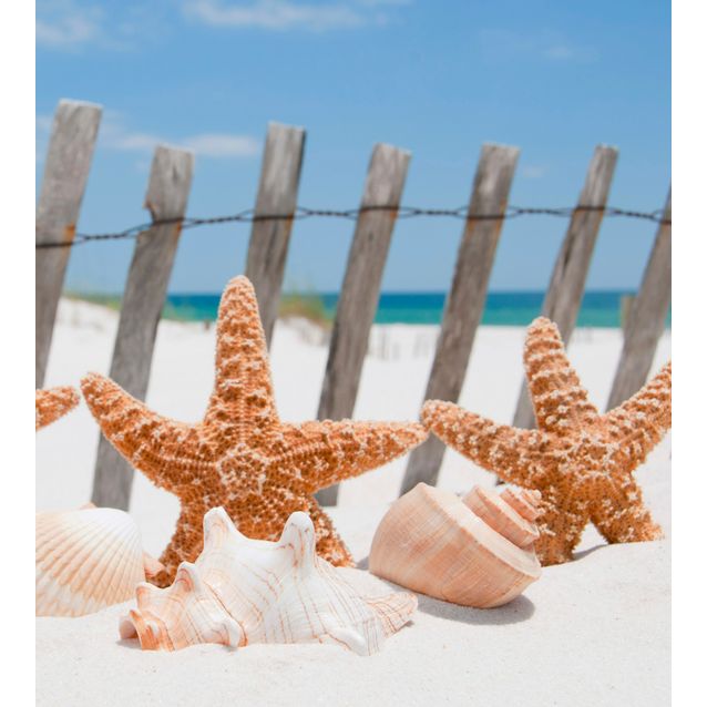 Kuvatapetti Dimex  Starfish  225 x 250 cm