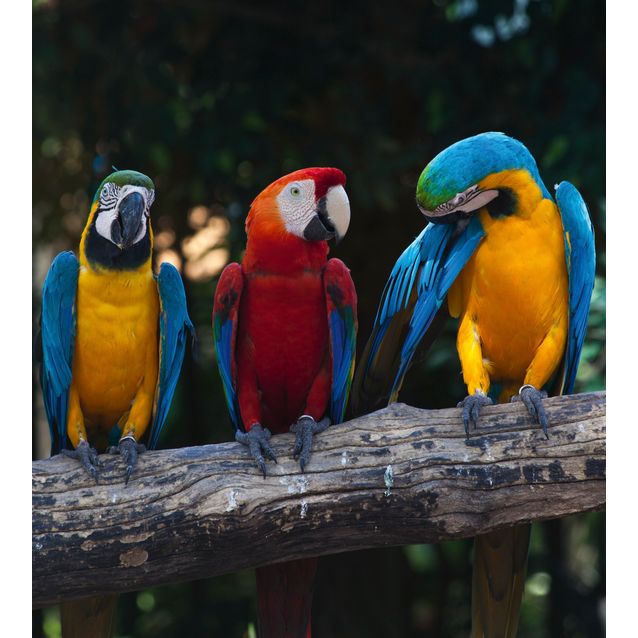 Kuvatapetti Dimex  Colorful Macaw 225 x 250 cm