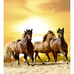 Kuvatapetti Dimex Horses In Sunset, 225x250cm, keltainen