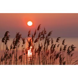 Maisematapetti Dimex Reed, 375x250cm