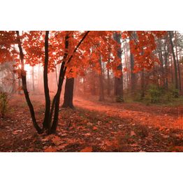 Maisematapetti Dimex Misty Forest, metsä, 375x250cm