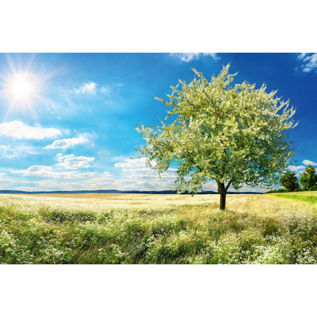 Kuvatapetti Dimex  Blossom Tree 375 x 250 cm