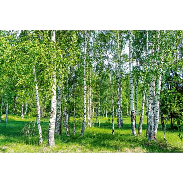Kuvatapetti Dimex  Birch Grow 375 x 250 cm
