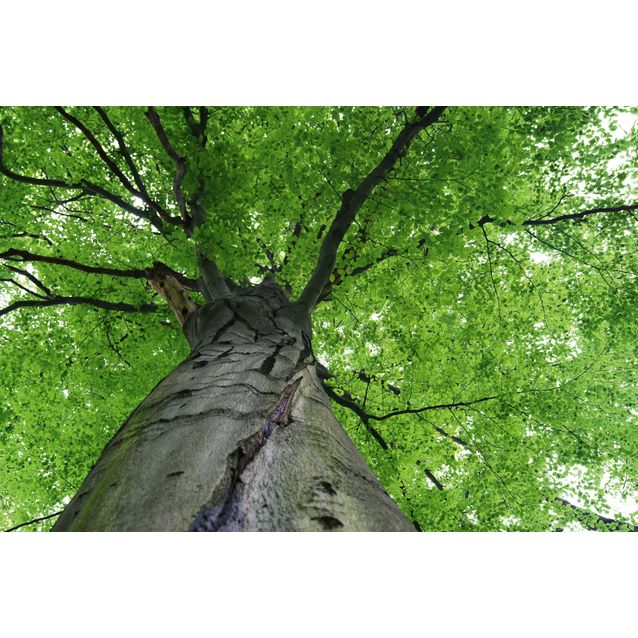 Kuvatapetti Dimex  Treetop  375 x 250 cm