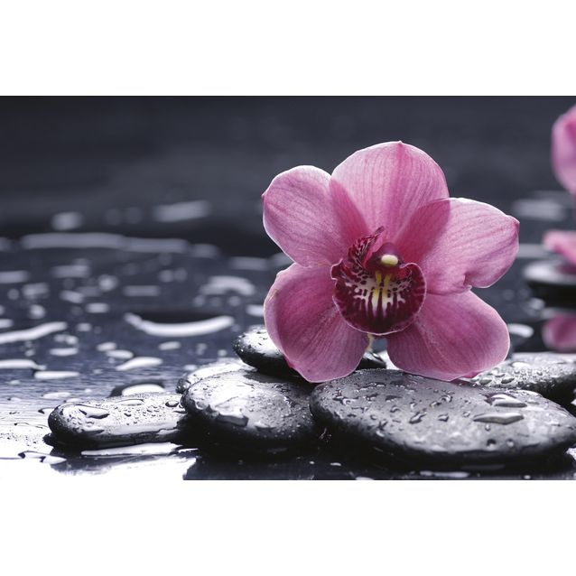 Kuvatapetti Dimex  Orchid  375 x 250 cm