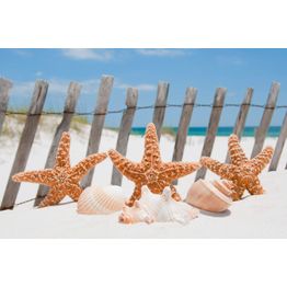 Kuvatapetti Dimex Starfish, 375x250cm, monivärinen