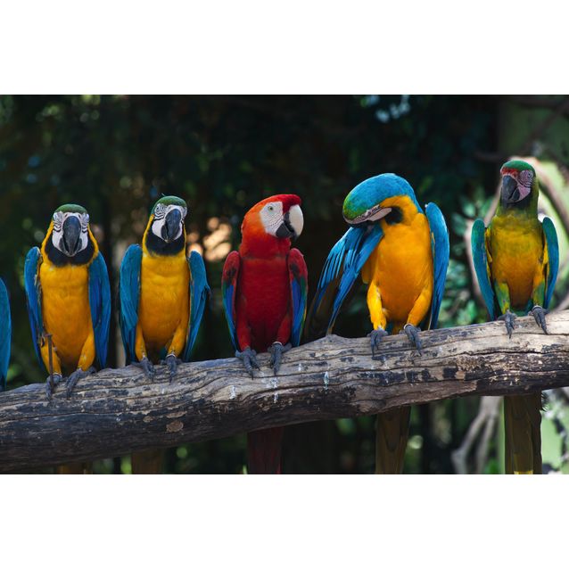 Kuvatapetti Dimex  Colourful Macaw 375 x 250 cm