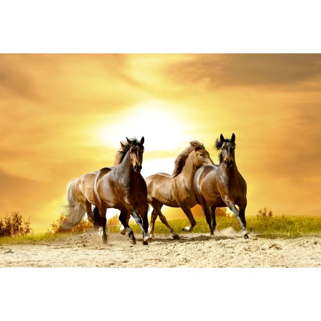 Kuvatapetti Dimex  Horses In Sunset  375 x 250 cm