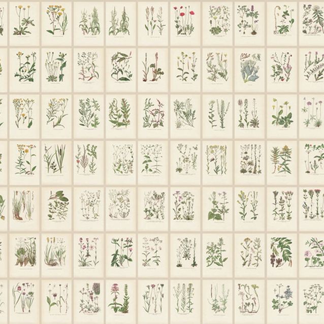 Mittatilaustapetti Botanica, Oat (S10508)