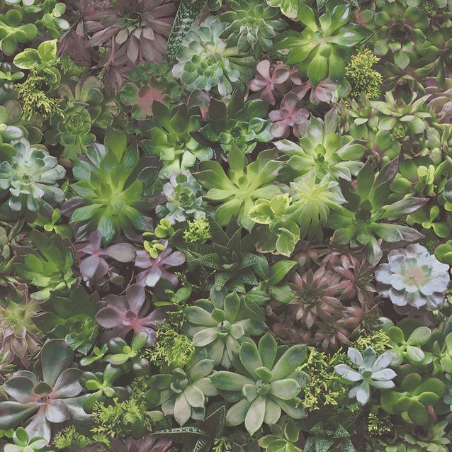 Tapetti Galerie Evergreen 7320-7322