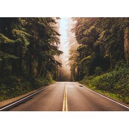 Metsätapetti A.S. Creation Designwalls Road Trip, 350x255cm, ruskea