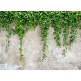 Kuvatapetti A.S. Creation Designwalls Climbing Leaves, 350x255cm, vihreä