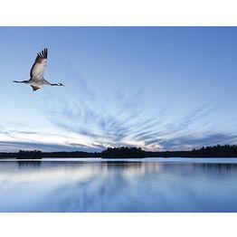 Kuvatapetti Galerie Global Fusion Digital C4, 318x250cm, sininen