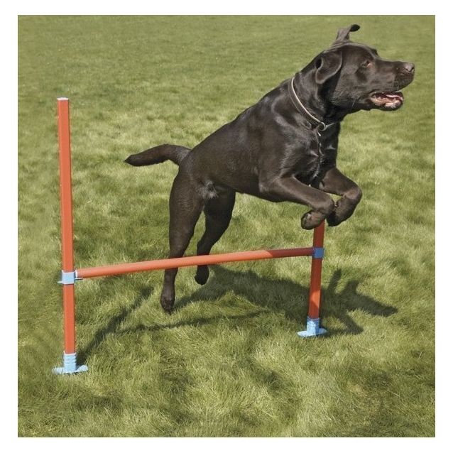 Hyppyeste agilityyn Rosewood 100 x 32-82 cm oranssi