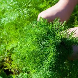 Tillin siemenet Turfquick, kasvualustalla