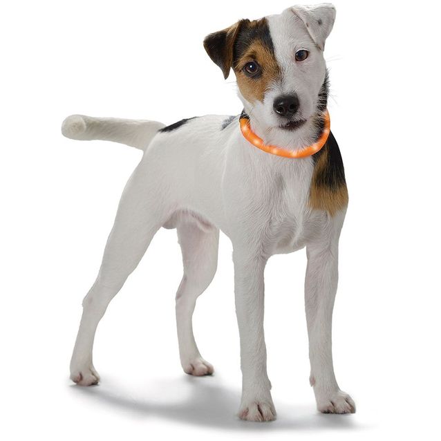 Valopanta koiralle Yukon