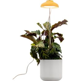 Kasvivalaisin Airam Iris, 5W, 240lm, IP20