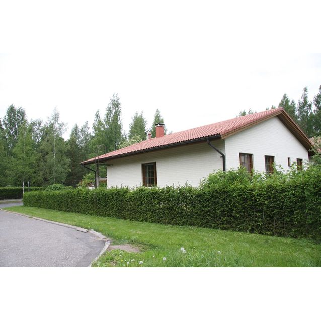 Aitakuusi Picea abies Maisematukku