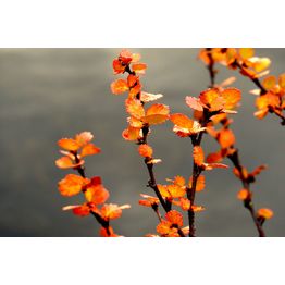 Akustiikkataulu Yeseco Still T 120x80 cm valkoiset puukehykset eri kuvia (myös omalla kuvalla)