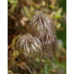 Alppikärhö Clematis alpina Viheraarni