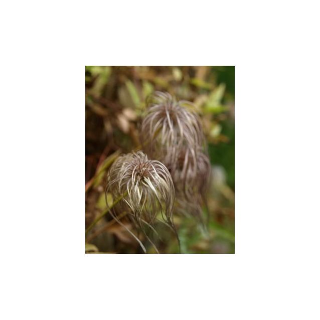 Alppikärhö Clematis alpina Maisematukku