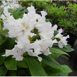 Alppiruusu Rhododendron Viheraarni Pohjolan Tytär 30-40