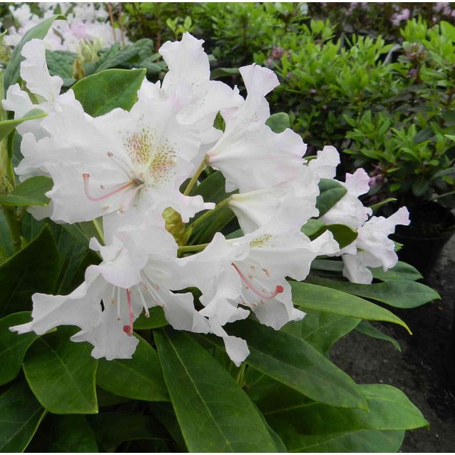 Alppiruusu Rhododendron Maisematukku Pohjolan Tytär 30-40