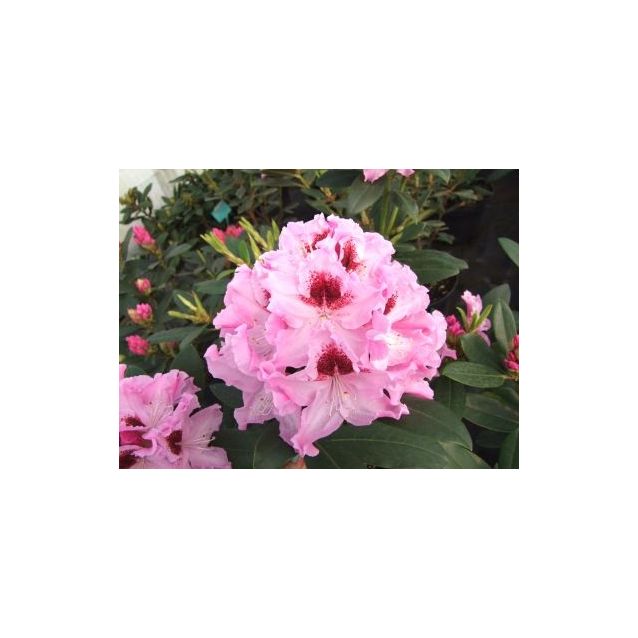 Alppiruusu Rhododendron Maisematukku Royal Butterfly 30-40