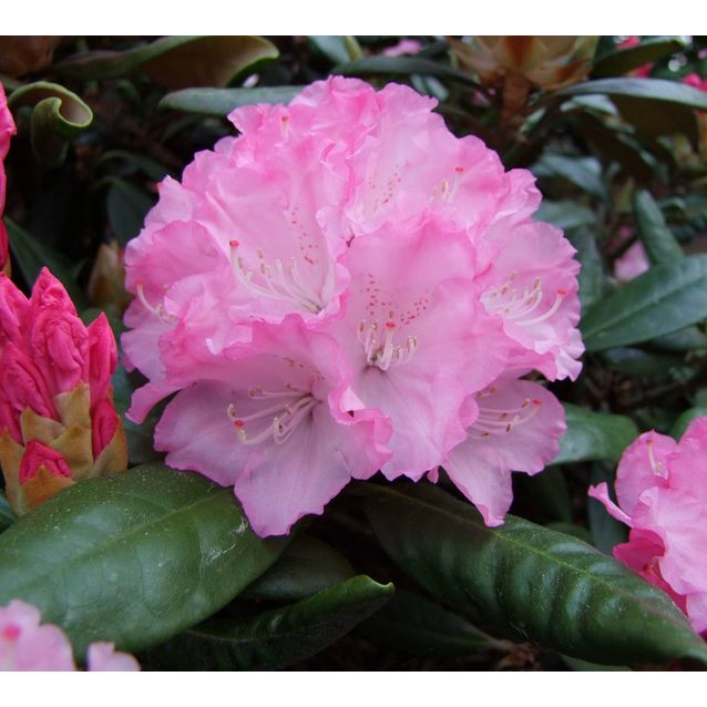 Alppiruusu Rhododendron Maisematukku Royal Rosy 25-30