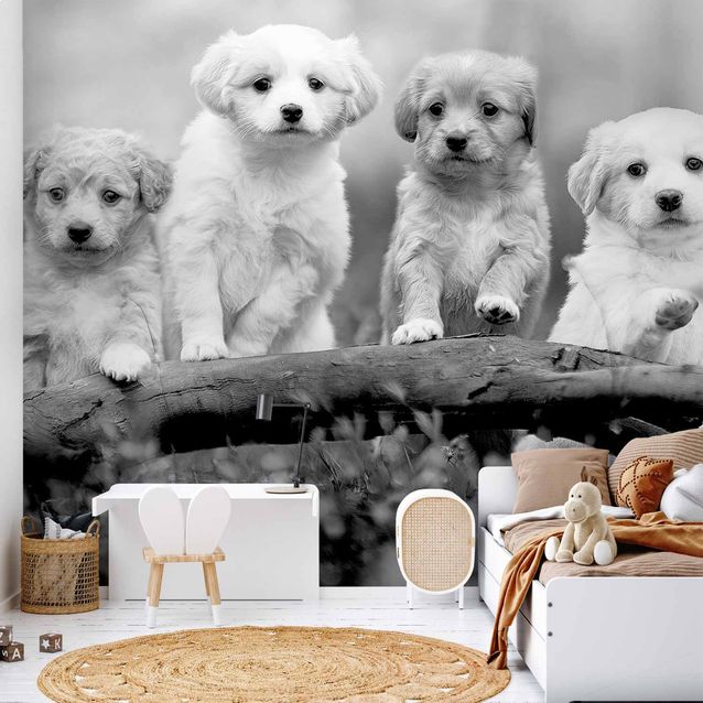 CONFIGURABLE PÄÄTUOTE - Valokuvatapetti - Four Puppies 11933