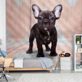 Kuvatapetti Artgeist French Bulldog, eri vaihtoehtoja