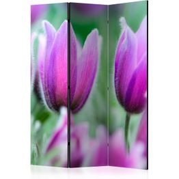 Sermi Artgeist Purple spring tulips, eri vaihtoehtoja