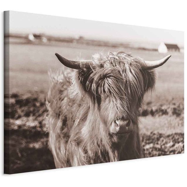 CONFIGURABLE PÄÄTUOTE - Taulu - A Scottish Cow in Sepia 89909