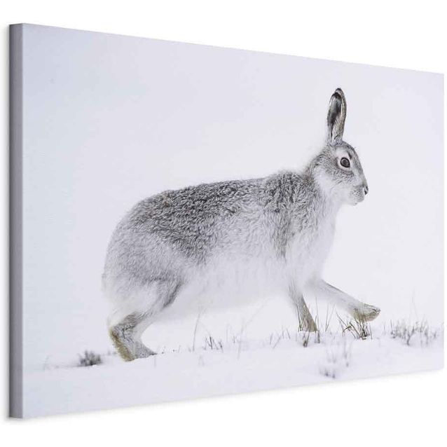 CONFIGURABLE PÄÄTUOTE - Taulu - Hare (1 Part) Wide 51512