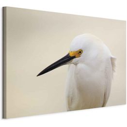 Taulu Artgeist Snowy Egret (1 Part) Wide, eri vaihtoehtoja