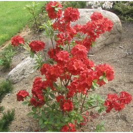 Atsalea Rhododendron Viheraarni Nabucco 30-40