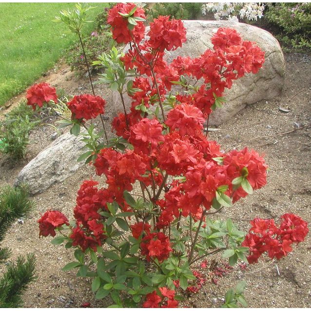 Atsalea Rhododendron Maisematukku Nabucco 30-40