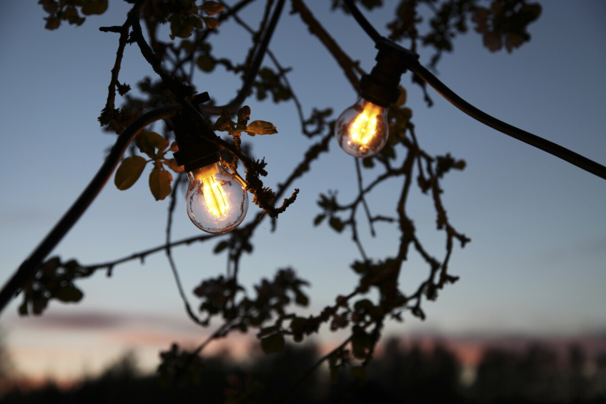 Kantakaapeliin asetetut ja omenapuun oksille kiedotut Star Tradingin kirkkaat LED-koristelamput luovat tunnelmaa elokuun rapujuhliin