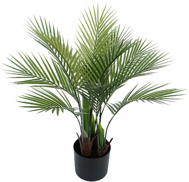 Tekokasvi AmandaB Collection palmu eri kokoja