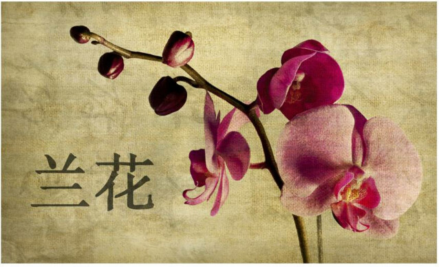 Kuvatapetti Artgeist Japanese orchid 270x450cm